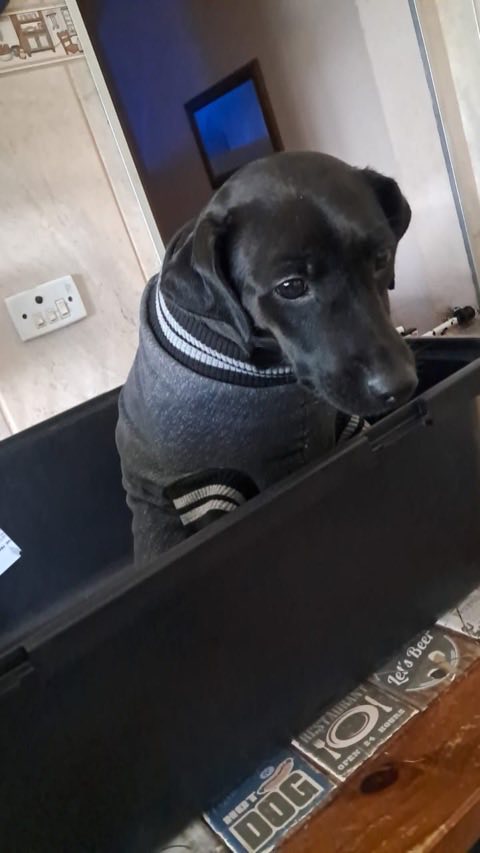 Cão preto de agasalho cinza apoiado na borda de uma caixa