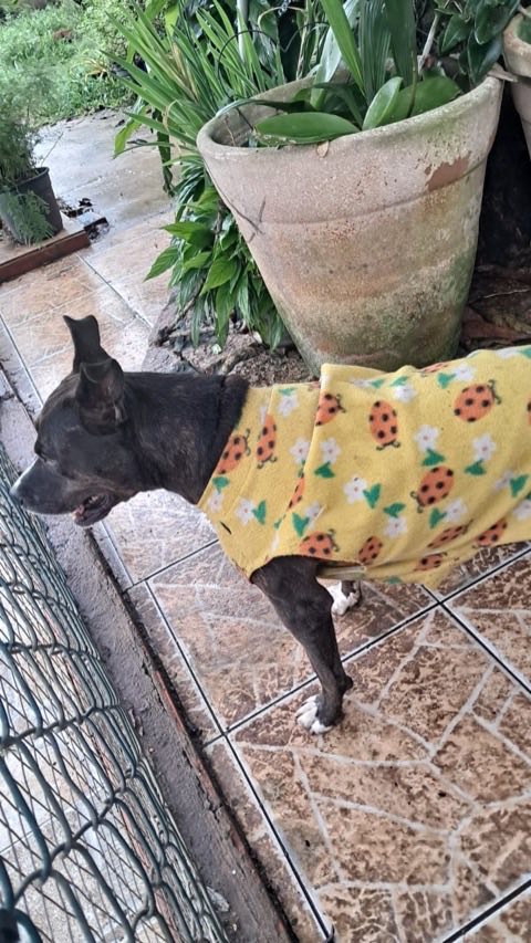 Cão de pelo escuro vestindo uma blusa amarela em um quintal