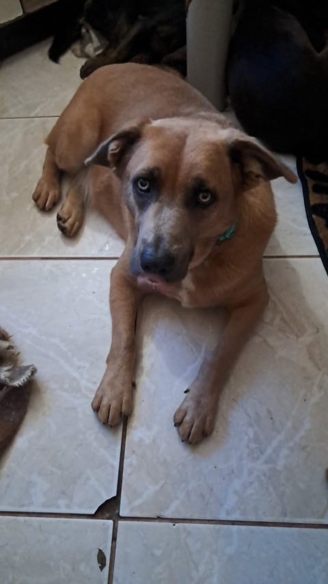Cão caramelo de olhos claros deitado no chão, olhando para a câmera