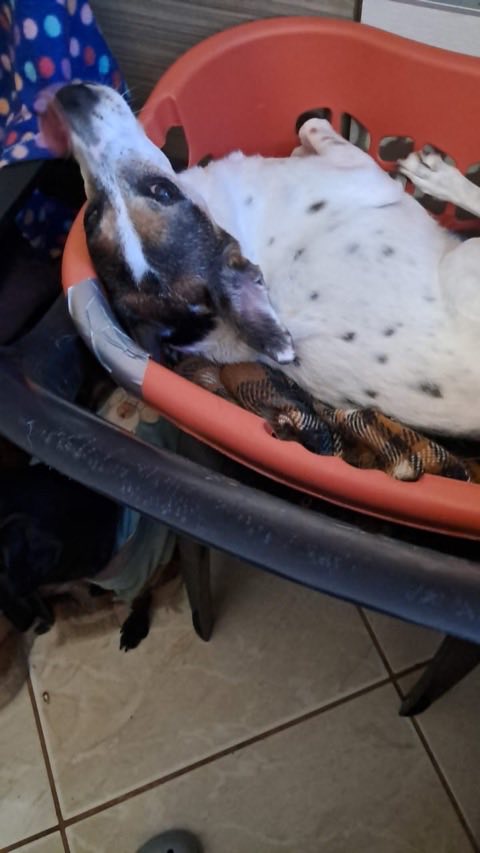 Cão branco com manchas descansando dentro de um cesto laranja forrado
