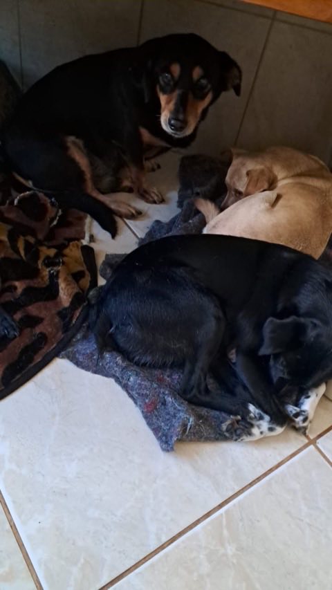Quatro cães dormindo juntos sobre cobertas no chão