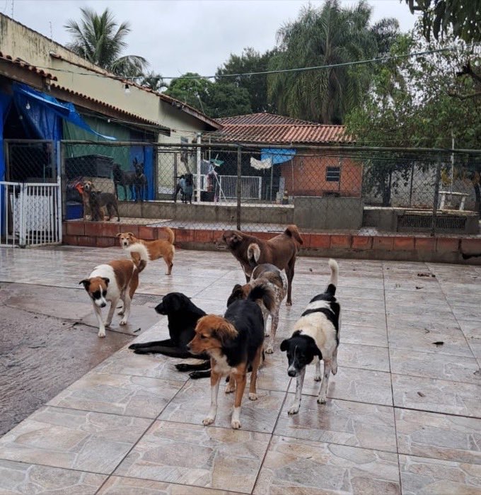 Cerca de dez cães resgatados no pátio de um abrigo, em dia de chuva, com canis ao fundo