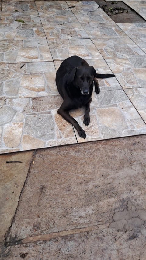Cão preto deitado sobre piso de pedra, descansando