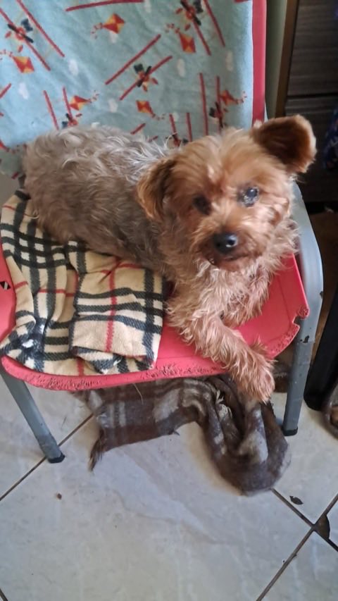 Cão idoso de pelo longo acomodado sobre cobertas em uma cadeira